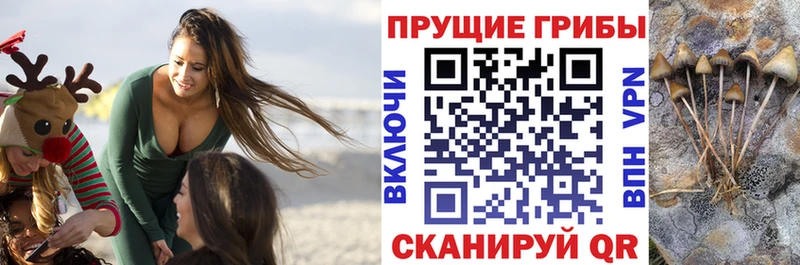 Псилоцибиновые грибы Cubensis  наркотики  Белоозёрский 